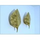 Coppia di Applique Art. A-017 FOGLIA - OTTONE - LIMITED Edition