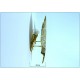 Pair of Wall Lamp Art. A-017 LEAF - BRASS - LIMITED Edition