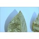 Pair of Wall Lamp Art. A-017 LEAF - BRASS - LIMITED Edition