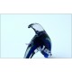 NASON MORETTI - Glass Sculpture - Dolphin - Murano